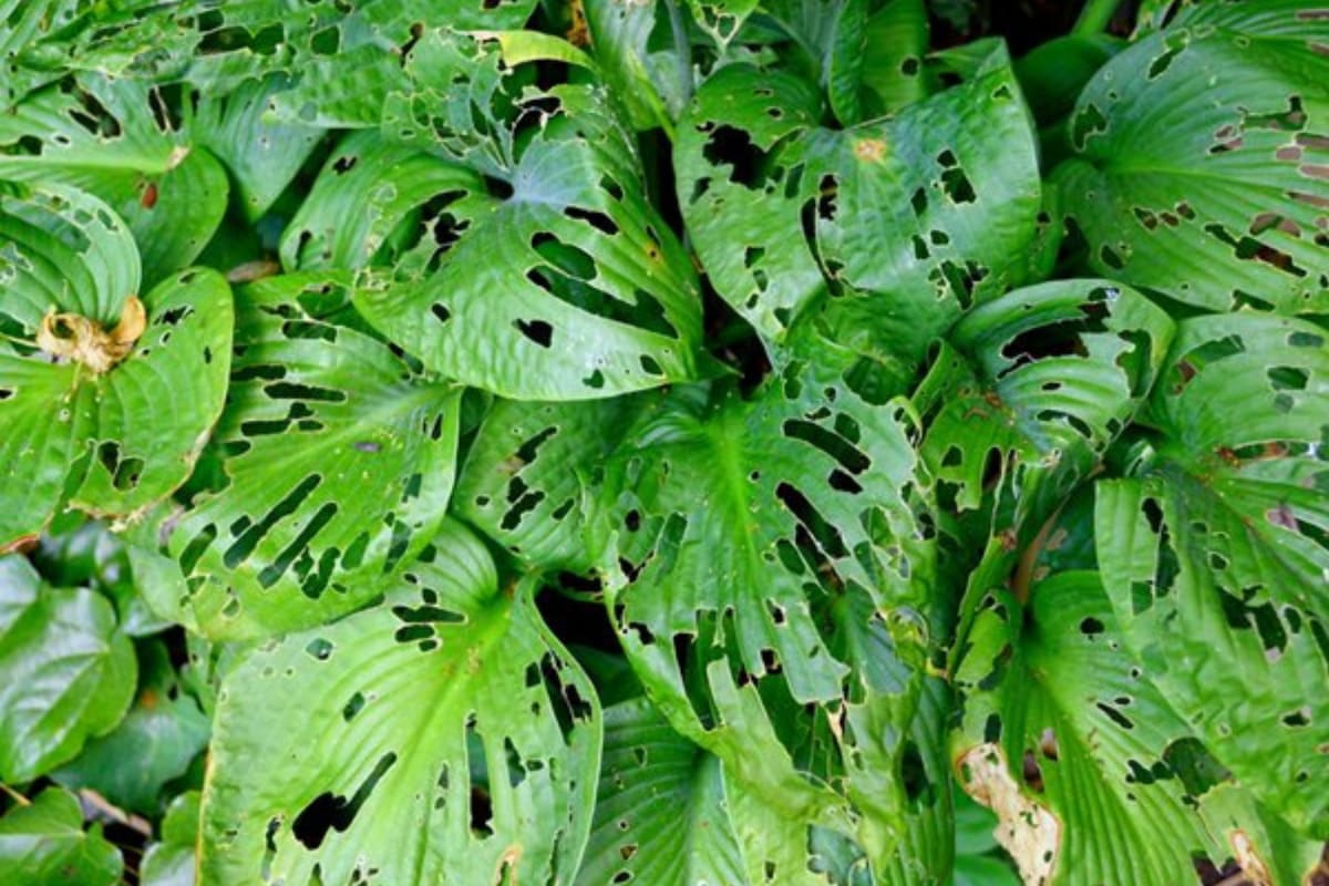 Descubrí las soluciones caseras para erradicar los caracoles del jardín de tu casa