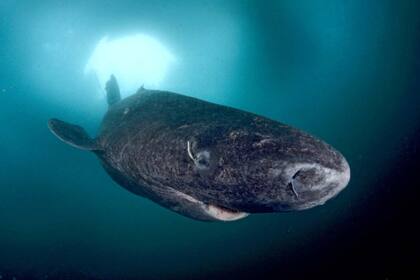 Descubrieron a un tiburón de 500 años, el animal más viejo del mundo
