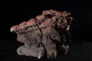 Descubrieron en Australia un fósil de cocodrilo con restos de un dinosaurio en su estómago (Crédito: Museo Australiano de la Era de los Dinosaurios)