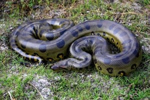 Descubrieron en el Amazonas la especie de anaconda más grande del mundo
