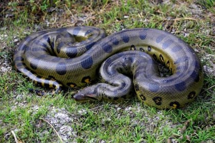 Descubrieron en el Amazonas la especie de anaconda más grande del mundo