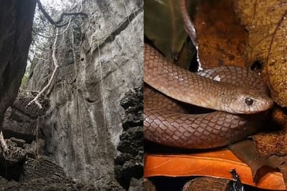 Descubrieron en Tailandia una nueva especie de serpiente