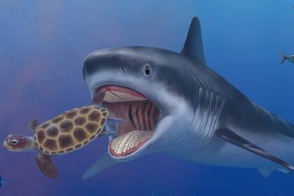 Descubrieron fósiles del tiburón más largo del mundo y revelaron cómo se extinguió. Foto: The Guardian
