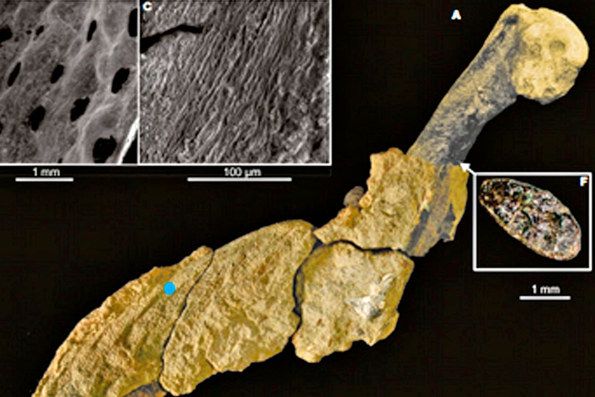 Descubrieron restos de piel fosilizada de un pingüino gigante en la Antártida
