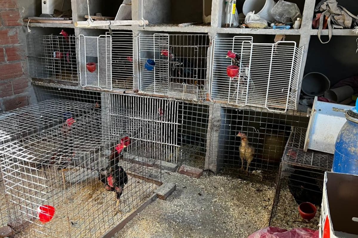 Descubrieron un criadero de gallos de riña y rescataron un caballo y animales de granja en Lugano