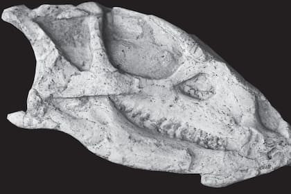 Descubrieron un dinosaurio en China