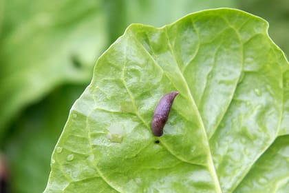 Descubrir una babosa en el jardín no debe ser motivo de alarma, sino una oportunidad de aprendizaje