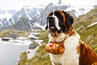 Trekkings con perros San Bernardo, el boom de la temporada