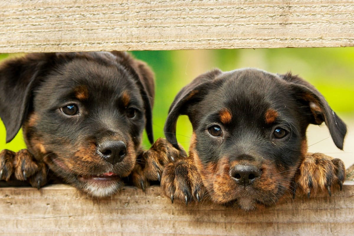 Desde 1929 se conmemora este día. Fuente: Pixabay