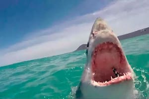 Desde 1963 que no se registraban ataques mortales de tiburones en Sydney. Imagen ilustrativa.