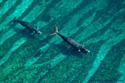 Desde 1970, ya son más de 3800 las ballenas francas australes foto-identificadas.