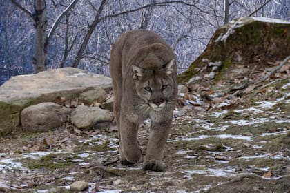 Desde 1986, California registró 29 ataques de pumas a personas, de los cuales cinco tuvieron consecuencias fatales