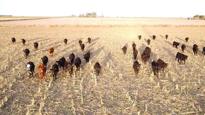 Desde 2012 a fines de 2024 se ha perdido tan solo el 1% del stock ganadero, mientras que el número de establecimientos tuvo una caída del 21%