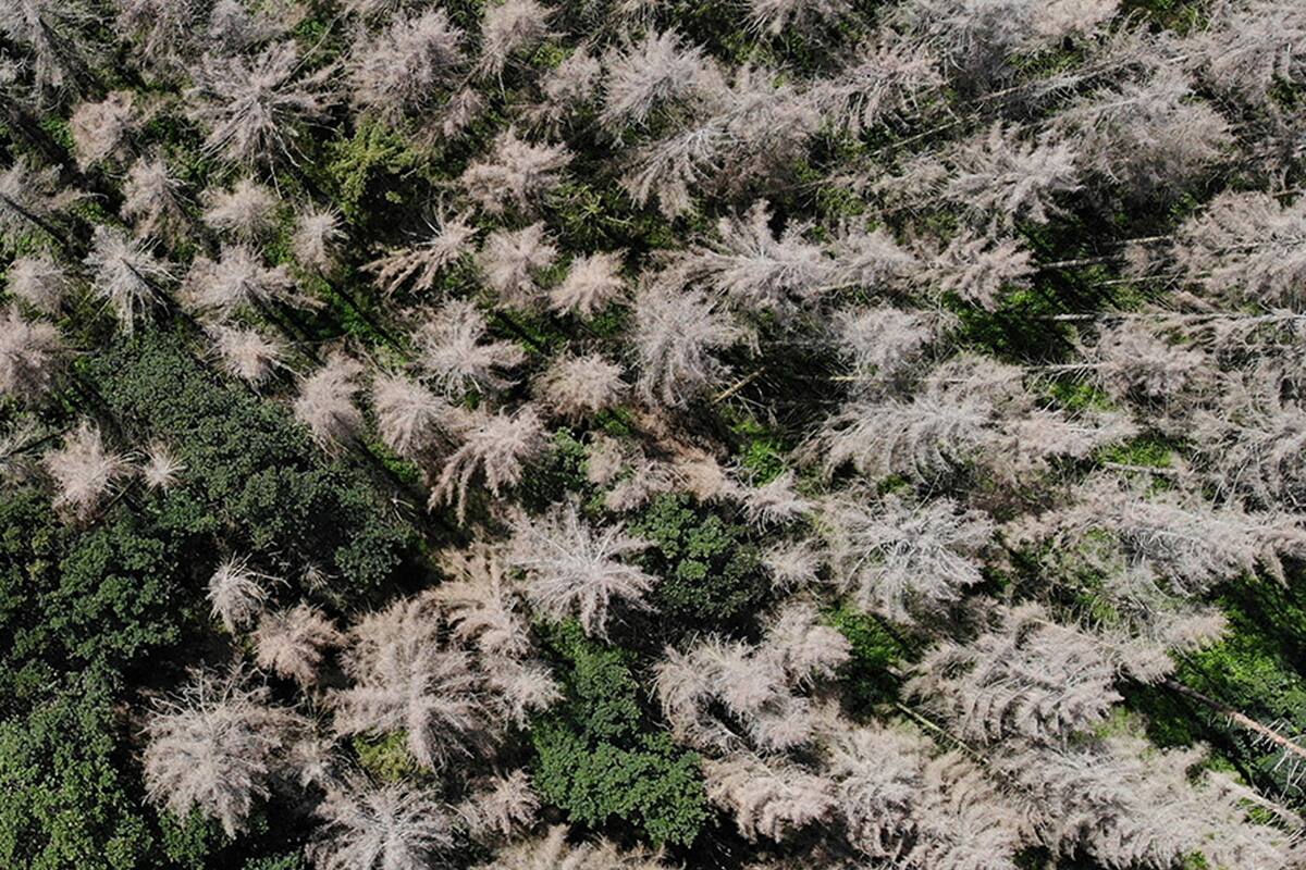 Desde 2018, miles de hectáreas de bosques de abetos alemanes sucumbieron a una sequía severa y a una ola de escarabajos de la corteza