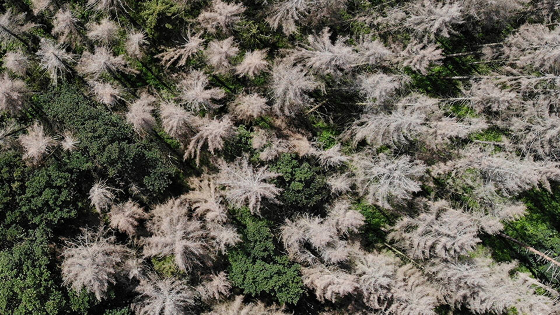 Desde 2018, miles de hectáreas de bosques de abetos alemanes sucumbieron a una sequía severa y a una ola de escarabajos de la corteza