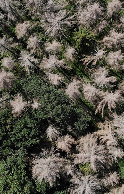 Desde 2018, miles de hectáreas de bosques de abetos alemanes sucumbieron a una sequía severa y a una ola de escarabajos de la corteza