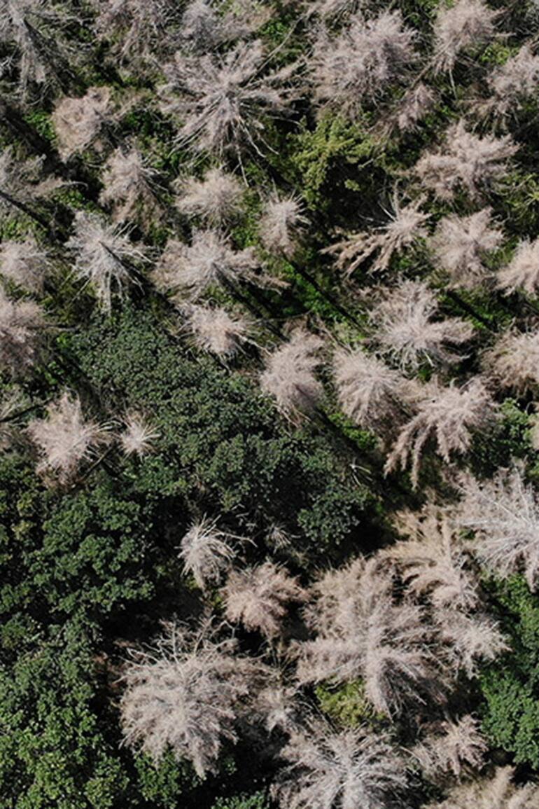 Desde 2018, miles de hectáreas de bosques de abetos alemanes sucumbieron a una sequía severa y a una ola de escarabajos de la corteza