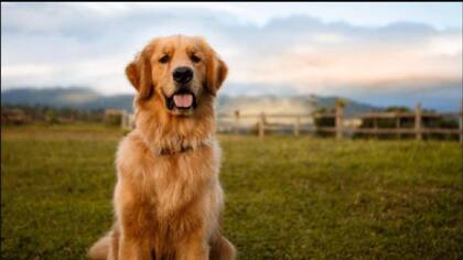 Desde 2022, en Jujuy los animales son considerados seres sintientes en términos legales