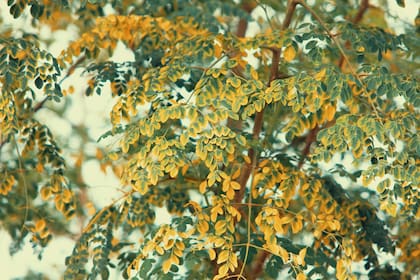 Desde Asia hasta América Latina, la moringa se cultiva como fuente de bienestar y equilibrio