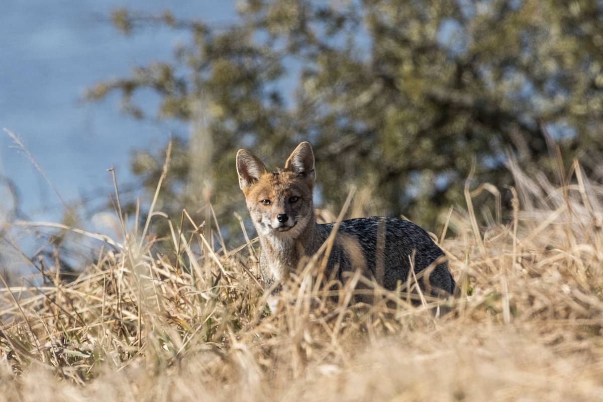 Desde comienzos de enero, los vecinos de los barrios privados de Canning denunciaron la presencia de zorros que entran a los jardines y atacan mascotas.