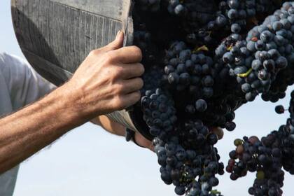 Desde Coviar aclararon que el índice técnico arrojaba 165%, pero aplicando un método de comparación mes de cierre contra mes de cierre se redujo a 71% y de esto se bajó a un 45%