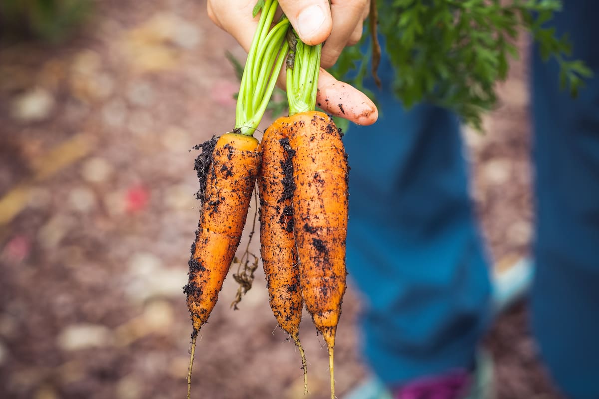 Desde dónde comprar hasta con qué vestirte, talleres y hábitos de consumo para vivir más en armonía con la naturaleza.