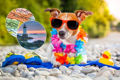 Desde el 1° de abril, perros tienen prohibido el acceso a 17 playas de agua salada en Massachusetts para proteger a bañistas y hábitats naturales