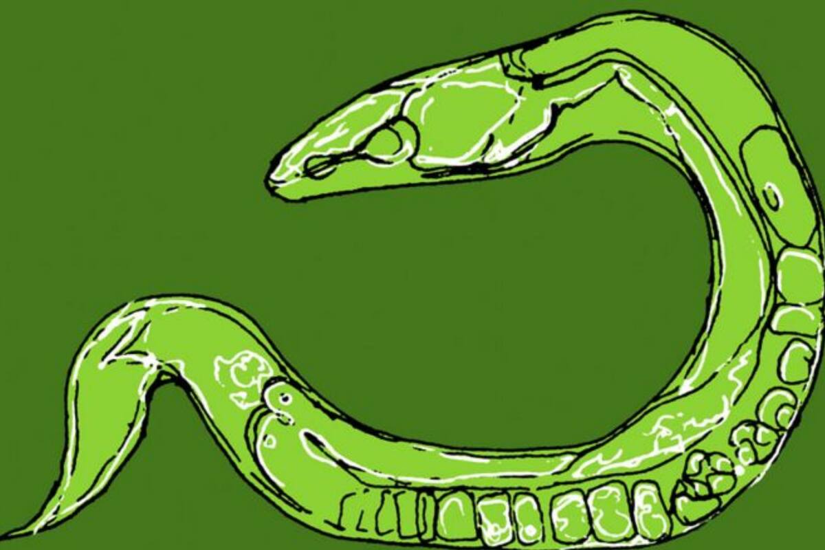 Desde el descubrimiento de la estructura del ADN, ha estado en el centro de todo tipo de descubrimientos extraordinarios sobre cómo funcionan y fallan nuestros cuerpos