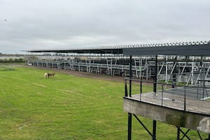 Escasa oferta y repunte en los precios en el Mercado Agroganadero de Cañuelas