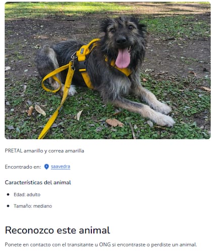 Desde el lanzamiento de esta nueva función, ya fueron más de 40 los animales reportados como perdidos