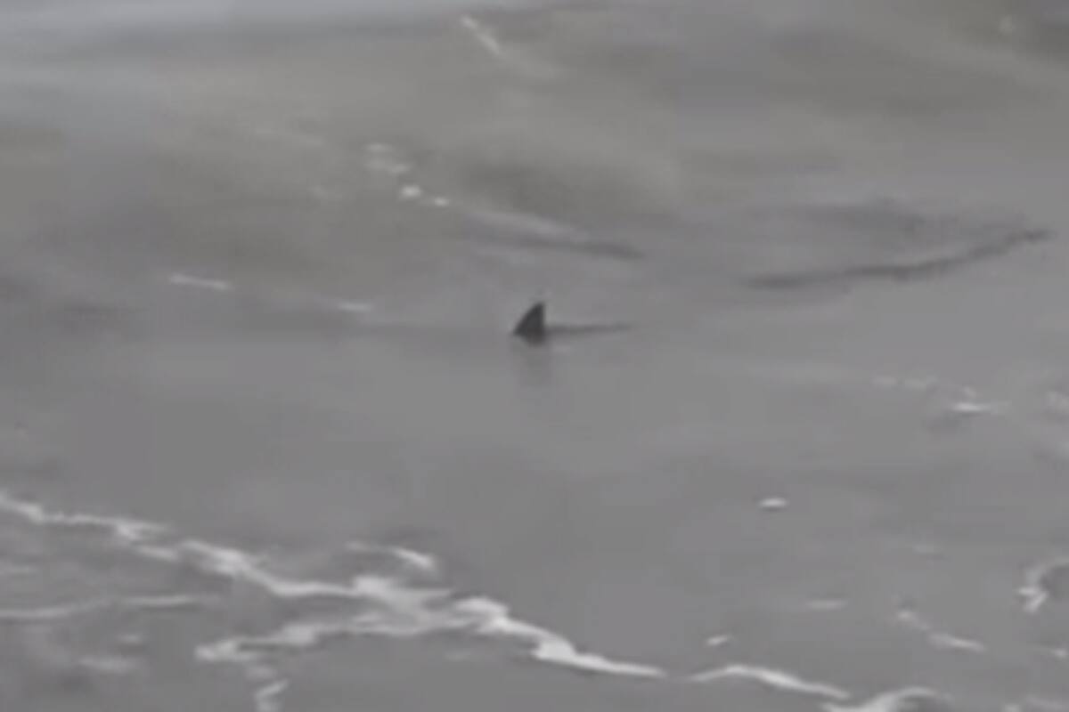 Desde el municipio aseguran que son "inofensivos" pero recomiendan "precaución" a los turistas