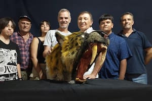 Desde el Museo Paleontológico de San Pedro anunciaron el hallazgo de restos óseos de un tigre dientes de sable