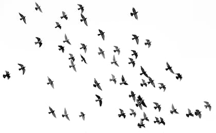 Desde el punto de vista de la biología, volar en bandada es una estrategia de supervivencia (Foto de carácter ilustrativo: UNPLASH)
