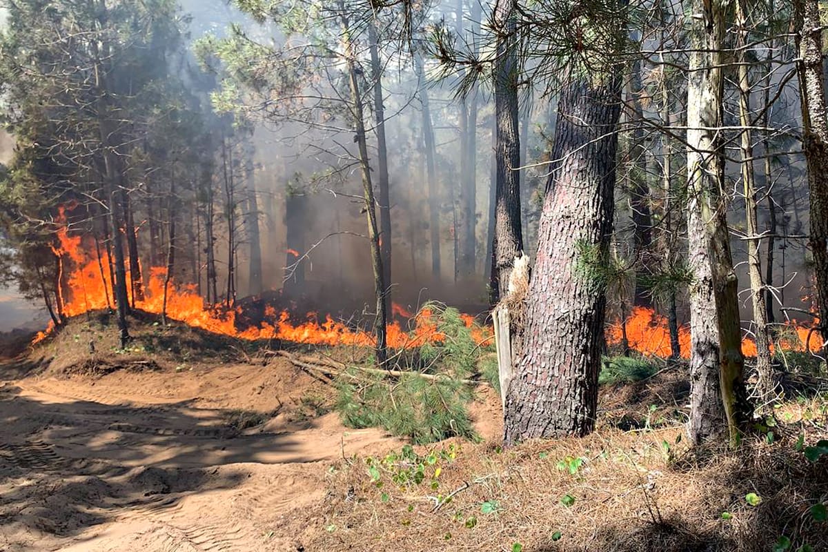 Desde el punto de vista ecológico, cortar los árboles y extraer la madera quemada constituye una perturbación después de otra perturbación. Foto: Incendios en los bosques de Pinamar