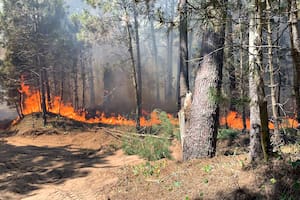 Desde el punto de vista ecológico, cortar los árboles y extraer la madera quemada constituye una perturbación después de otra perturbación. Foto: Incendios en los bosques de Pinamar