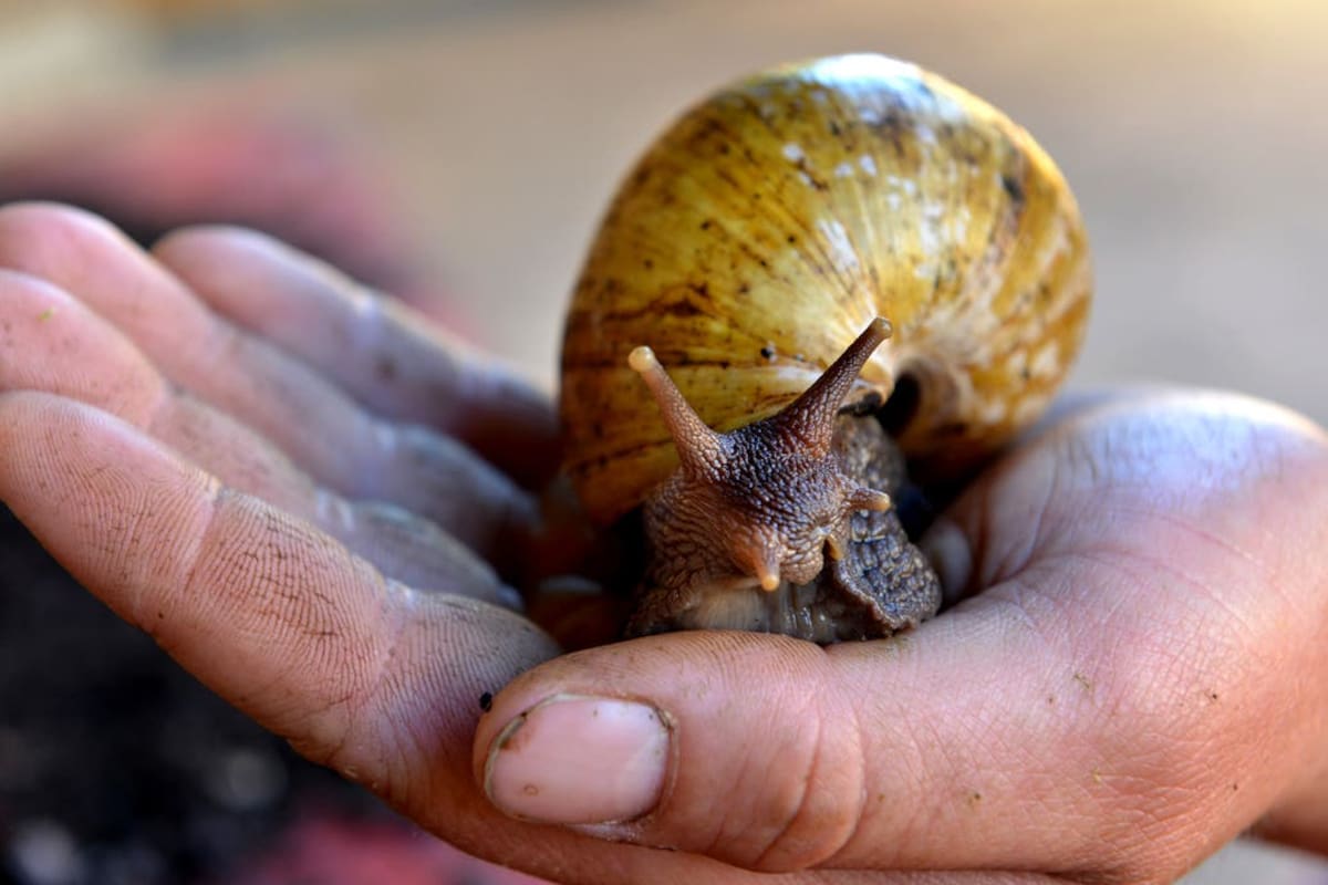 Desde el Senasa emitieron una alerta tras detectar la presencia del caracol gigante africano (Achatina fulica).