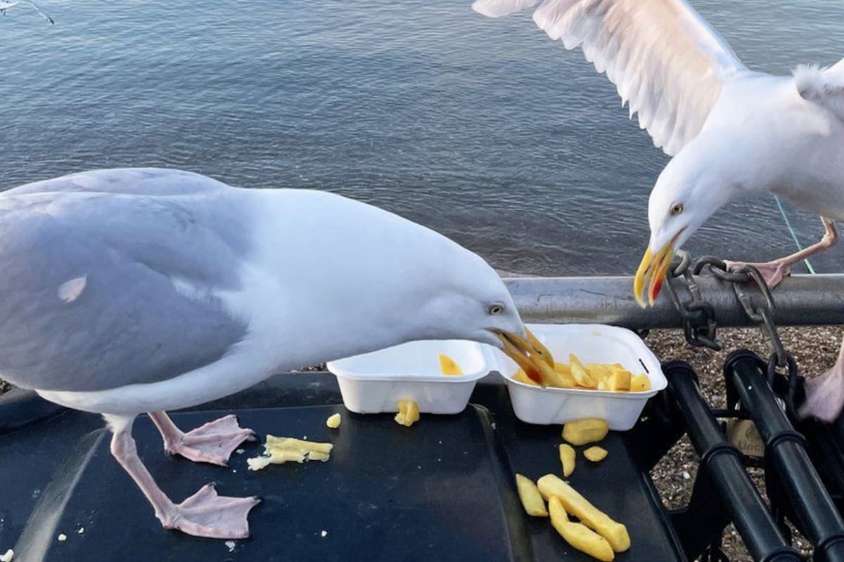 Desde el zoológico británico ya no saben qué hacer con las gaviotas que roban comida de los visitantes y de los animales que comen peces