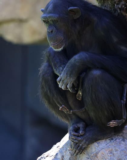 Desde el zoológico respetaron el instinto de la madre de aferrarse al cuerpo sin vida de su pequeño