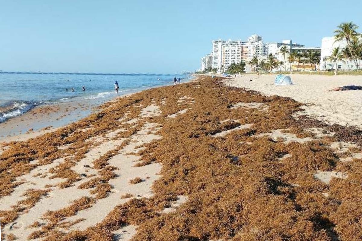 Desde fines de marzo, algunas playas del sur de Florida están tapizadas de sargazo