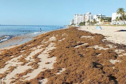 Desde fines de marzo, algunas playas del sur de Florida están tapizadas de sargazo