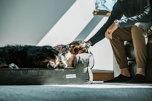 Desde funerales cargados de significado hasta la elaboración de gemas con sus cenizas, así es la nueva tendencia para despedir a las mascotas (imagen ilustrativa)
