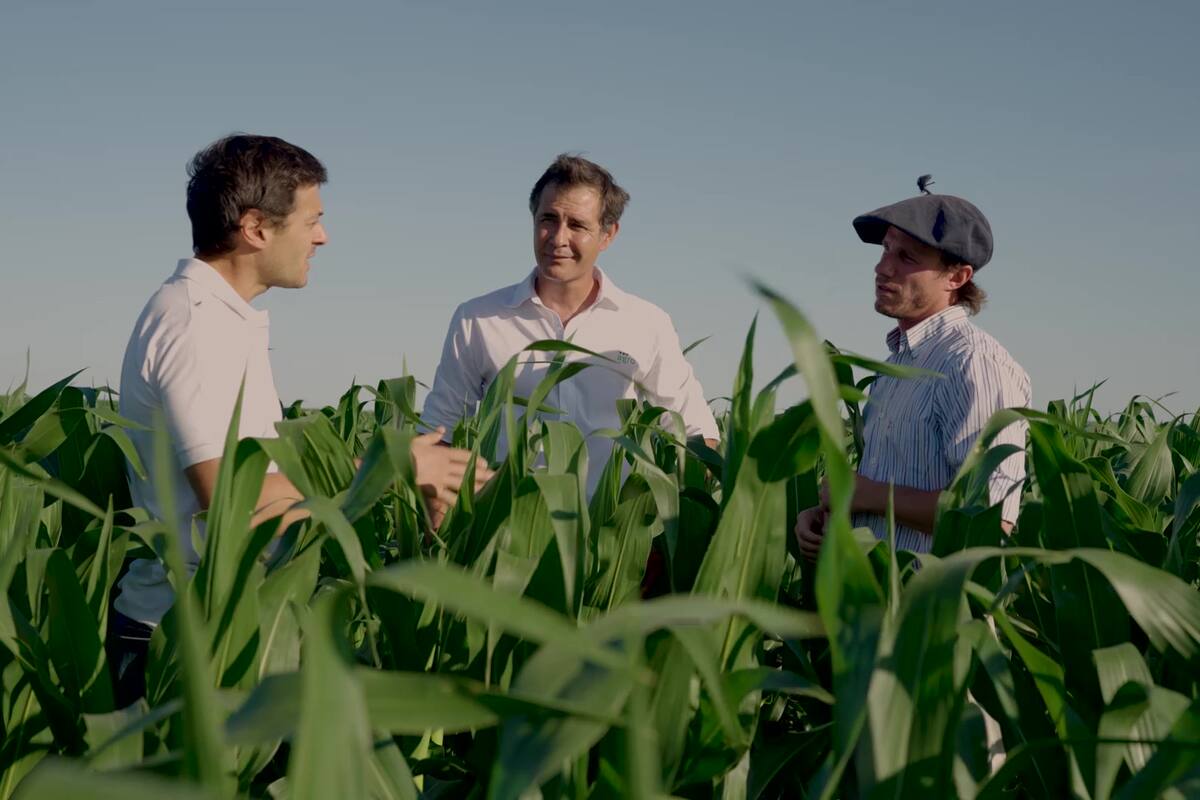 Desde Gualeguay, el maíz crece gracias a un servicio de agricultura de precisión en nutrición