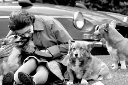 Desde hace casi ocho décadas, los corgis son compañeros infalibles para Isabel II