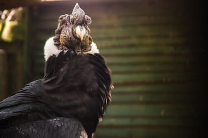 Desde hace dos años, son más los pájaros muertos que los que llegan para rehabilitar.
