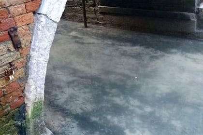 Desde hace un mes que se observa la presencia de pequeños peces