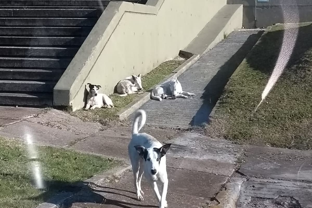 Desde hace un tiempo, varios perros atacan a las personas que transitan por Ciudad Universitaria