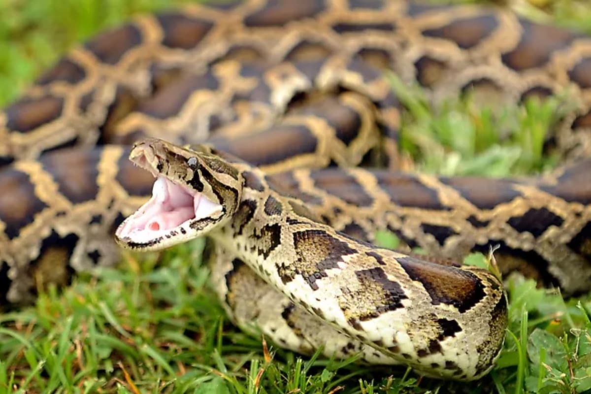 Desde hace varios años, la pitón birmana es considerada una especie invasora en Florida