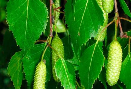 Desde la antigüedad, la planta de Abedul es reconocida por sus grandes propiedades medicinales