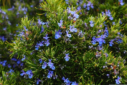 Desde la antigüedad, los griegos y romanos lo valoran como un símbolo de renovación y purificación