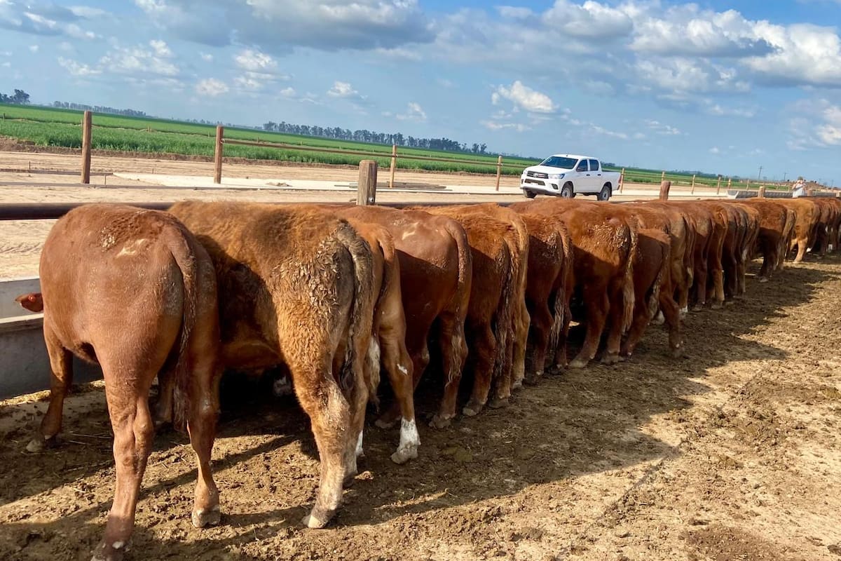 Desde la Cámara Argentina de Feedlot aclararon que el trabajo no evaluó residuos en carne